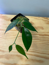 Load image into Gallery viewer, 24. Hoya Cystiantha