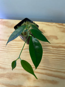 24. Hoya Cystiantha