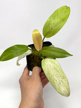 Load image into Gallery viewer, Philodendron Whipple Way D