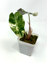 Load image into Gallery viewer, Alocasia Amazonica Variegated C