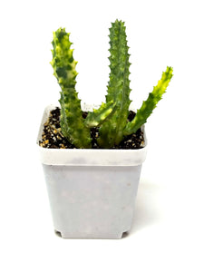 Stapelia Orbea Variegated (Ships within Canada only)