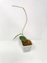 Load image into Gallery viewer, Hoya Mitrata Silver B