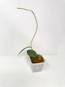 Hoya Mitrata Silver B