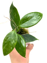 Load image into Gallery viewer, Hoya Ally (Memoria x IR26)