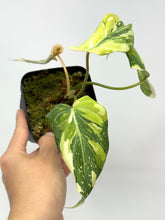 Load image into Gallery viewer, Philodendron Gloriosum Variegated E