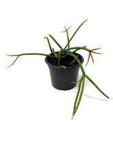 Load image into Gallery viewer, Rhipsalis Baccifera (Ships within Canada only)