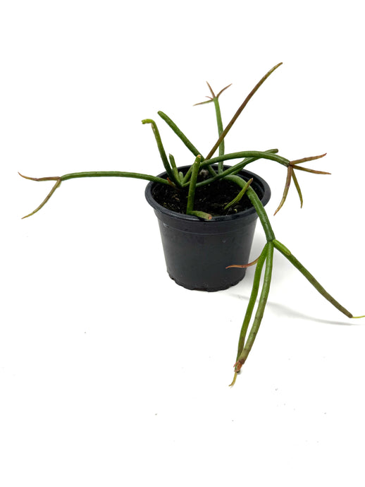Rhipsalis Baccifera (Ships within Canada only)