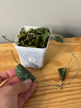 Load image into Gallery viewer, 32. Hoya Imbricata