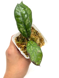 Hoya Gunung Gading Ghost C