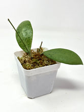 Load image into Gallery viewer, Erythrostemma Silver Leaves