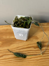 Load image into Gallery viewer, 32. Hoya Imbricata