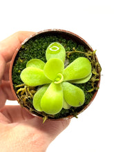 Load image into Gallery viewer, Pinguicula Gigantea ‘Giant Butterwort’