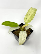 Load image into Gallery viewer, Philodendron Whipple Way B