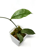 Load image into Gallery viewer, Hoya Mitrata Silver C