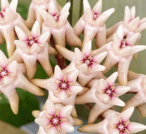 Hoya Mitrata