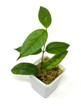 Load image into Gallery viewer, Hoya Campanulata