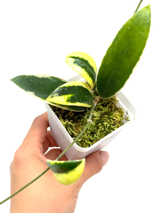 Hoya Acuta Albo Variegated
