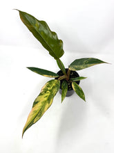 Load image into Gallery viewer, Philodendron Caramel Marble 4”
