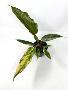 Philodendron Caramel Marble 4”