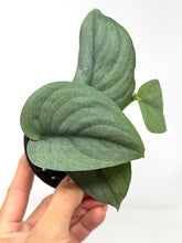 Load image into Gallery viewer, Scindapsus Pictus &#39;Platinum&#39;