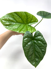 Load image into Gallery viewer, Alocasia Lukiwan