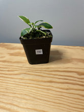 Load image into Gallery viewer, 192. Hoya Heuschkeliana Variegated