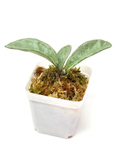 Load image into Gallery viewer, Hoya Carnosa ‘Grey Ghost’