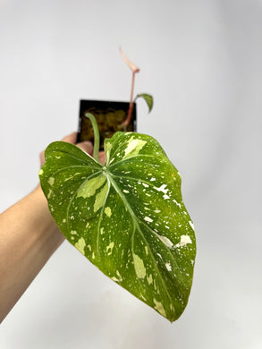 Philodendron Gloriosum Variegated B