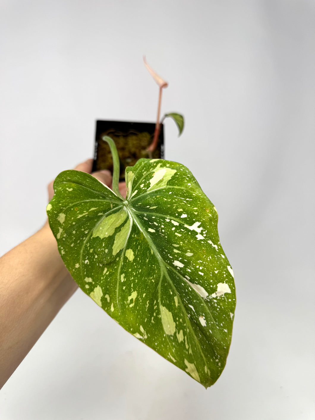 Philodendron Gloriosum Variegated B
