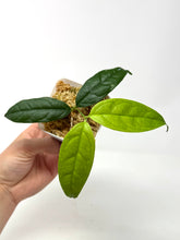 Load image into Gallery viewer, Hoya Campanulata
