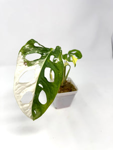 Monstera Adansonii Variegated B