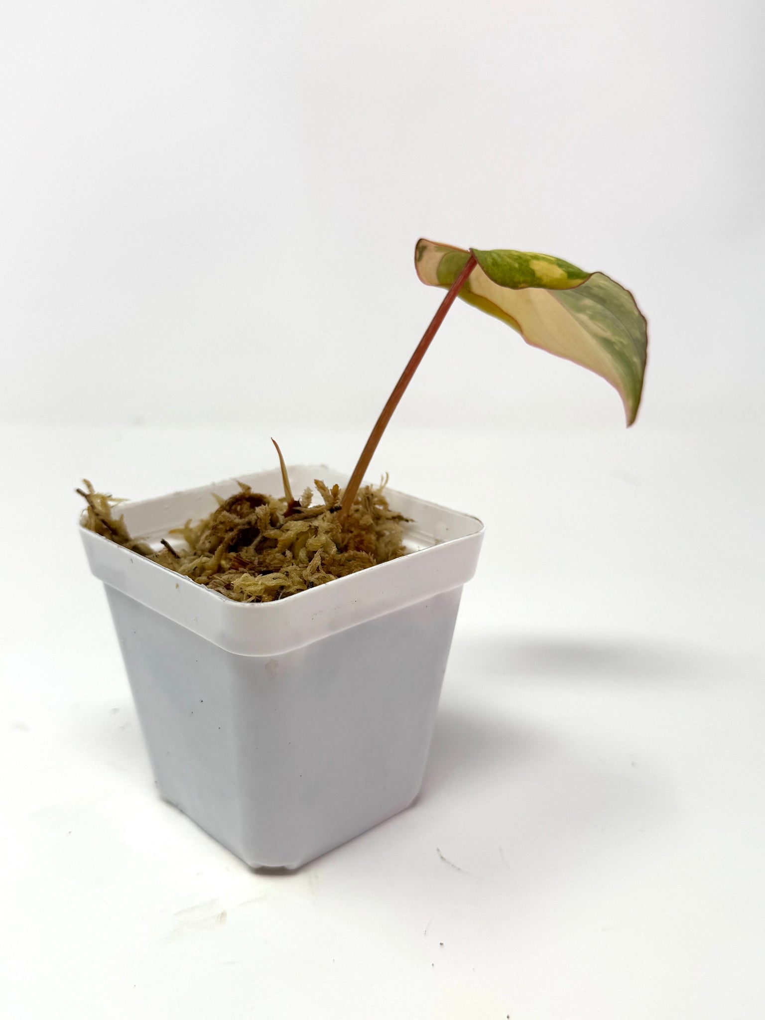 philodendron b Philodendron Gloriosum Variegated B – Planthaven Toronto