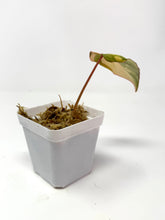 Load image into Gallery viewer, Philodendron Gloriosum Variegated B