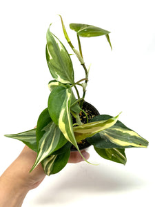 Philodendron ‘Rio’