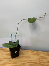 Load image into Gallery viewer, 111. Hoya Lambii