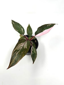 Philodendron Pink Princess