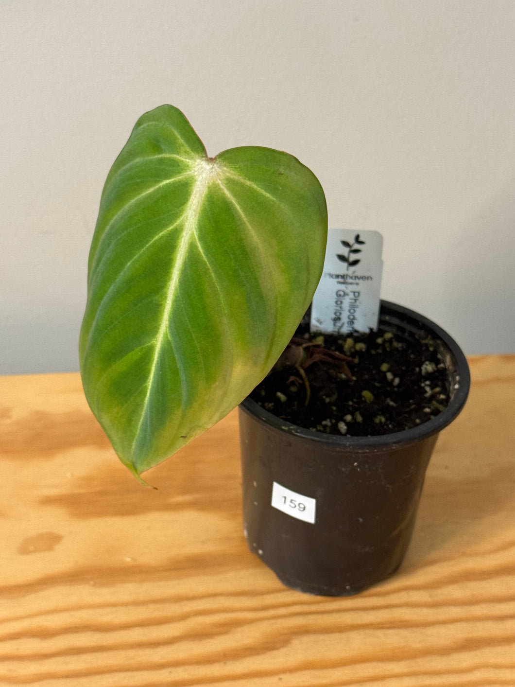 159. Philodendron Gloriosum