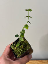 Load image into Gallery viewer, 62. Hoya Chinghungensis