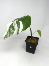 Load image into Gallery viewer, Monstera Deliciosa Albo Variegated H