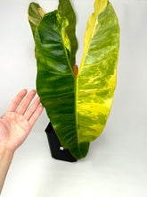 Load image into Gallery viewer, Philodendron Billietiae Variegated B