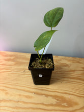 Load image into Gallery viewer, 45. Amydrium Medium