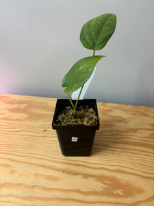 45. Amydrium Medium
