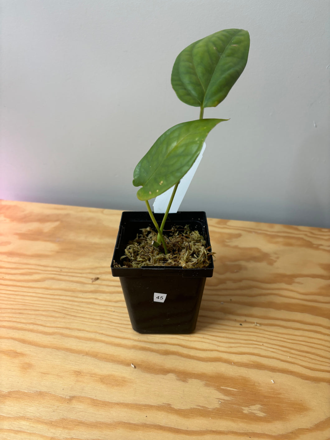 45. Amydrium Medium