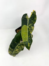 Load image into Gallery viewer, Philodendron Billietiae Variegated C