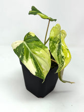 Load image into Gallery viewer, Philodendron Gloriosum Variegated E