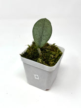 Load image into Gallery viewer, Hoya Mitrata Silver D