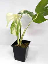 Load image into Gallery viewer, Monstera Deliciosa Albo Variegated F