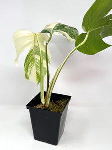 Monstera Deliciosa Albo Variegated F