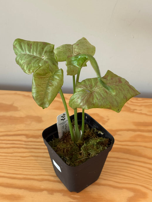 285. Syngonium Podophyllum Milk Confetti