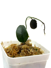 Load image into Gallery viewer, Hoya Thomsonii